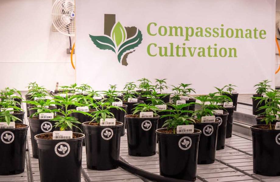 Go Inside One Of The First Medical Cannabis Dispensaries In Texas