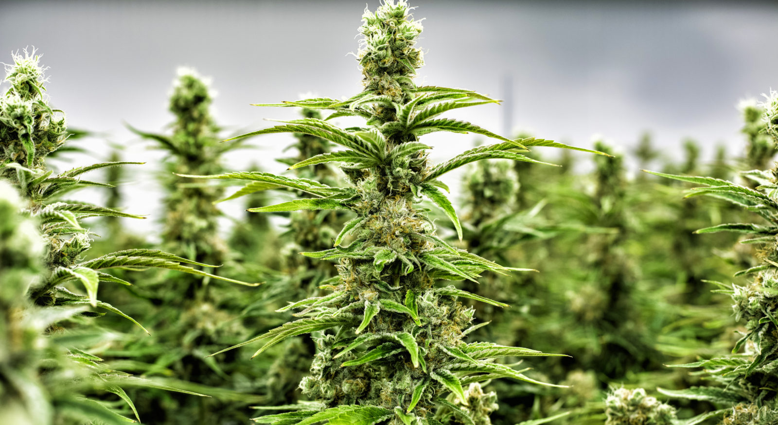 Cannabis Withdrawal Syndrome: Is Marijuana An Addictive Substance?