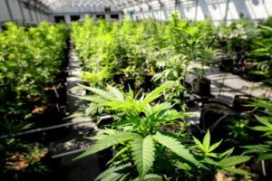 Minnesota Cannabis Sales Hit $250 Million In First Year