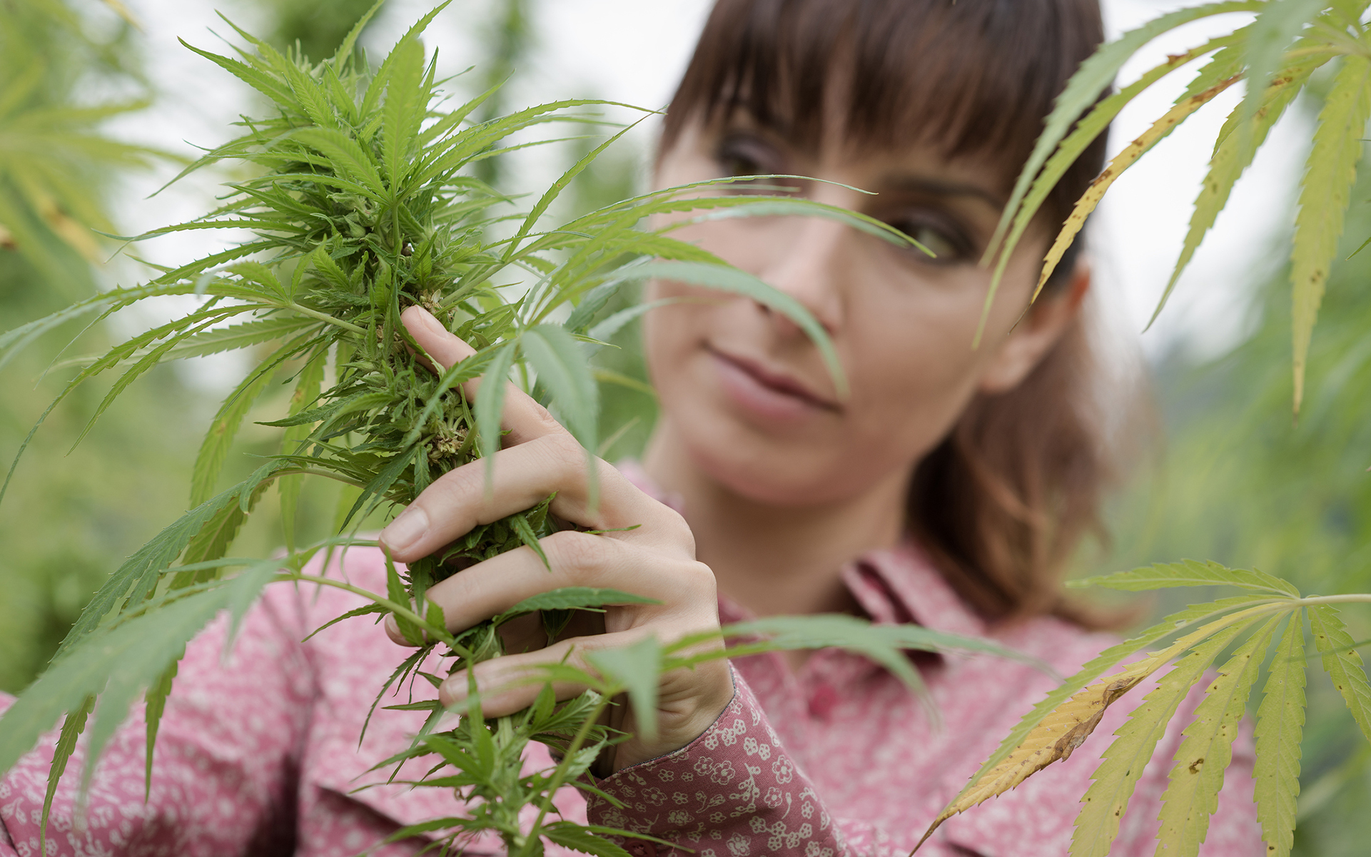 MJBizDaily Launches Survey On Women And Minorities In Cannabis - Marijuana ...