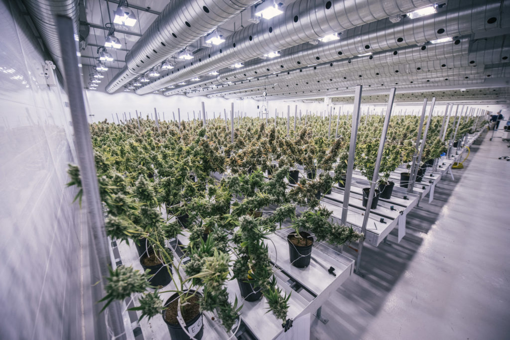 Canopy Growth CEO To Retire At End Of Company’s Fiscal Year