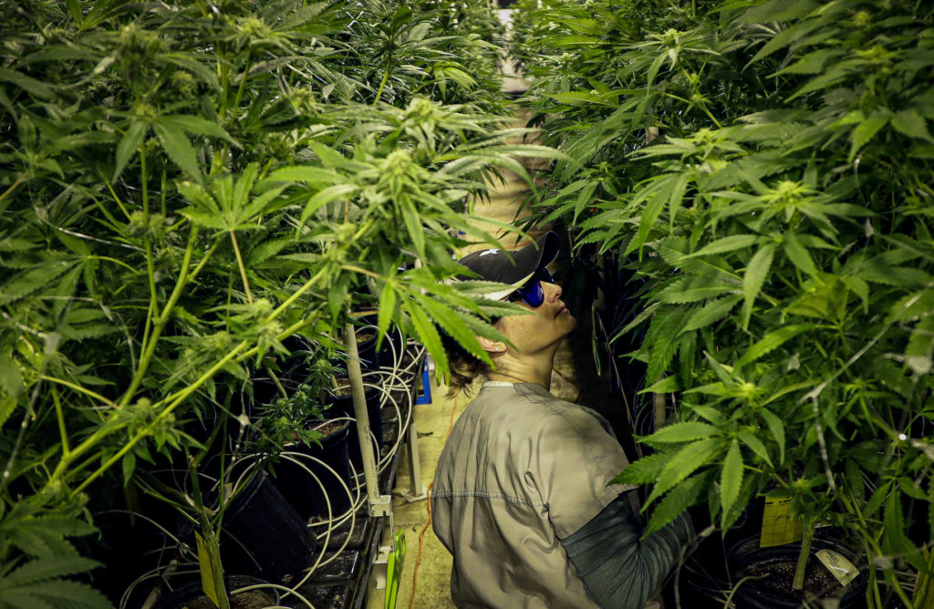 Paterson New Jersey Cannabis Dispensary Still Not Open Despite Approval