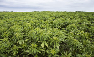 Regulation Or Prohibition? The Fight For Texas Hemp