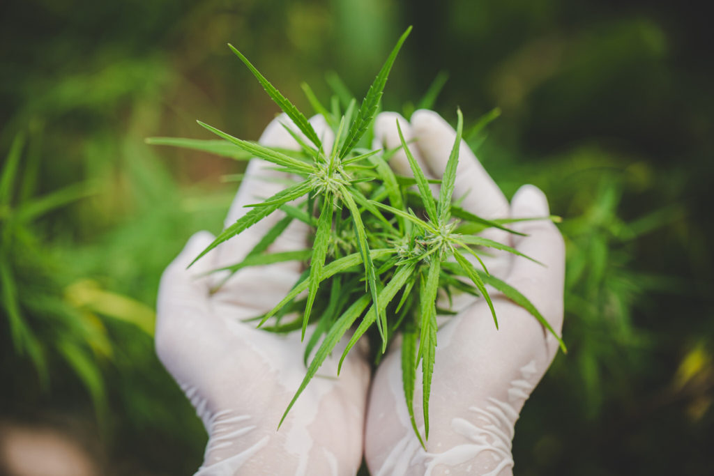 NIDA Releases New Roadmap For Cannabis & Cannabis Policy Research