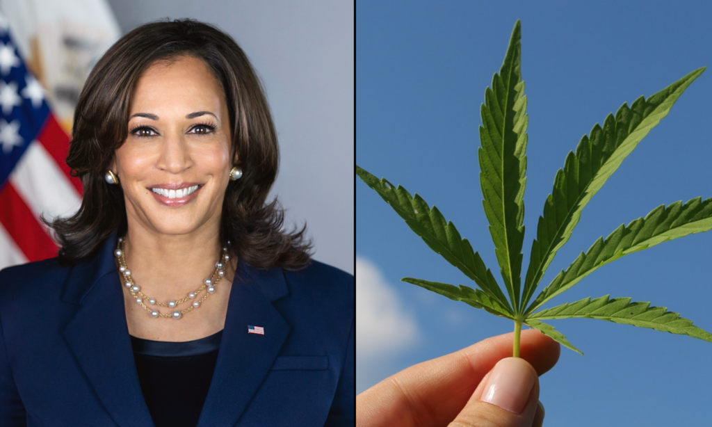 Harris Pledges To Legalize Marijuana And Create Opportunities For ‘All Americans’