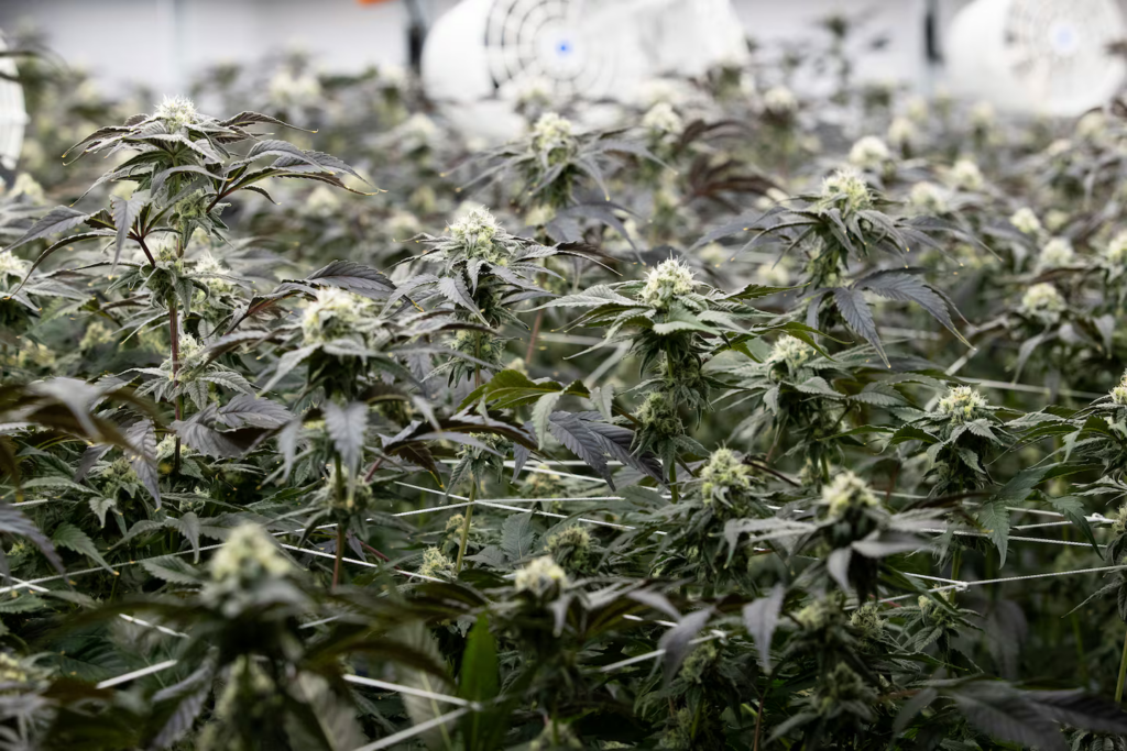 A Battle Is Underway Over Recreational Cannabis Stores In Rhode Island