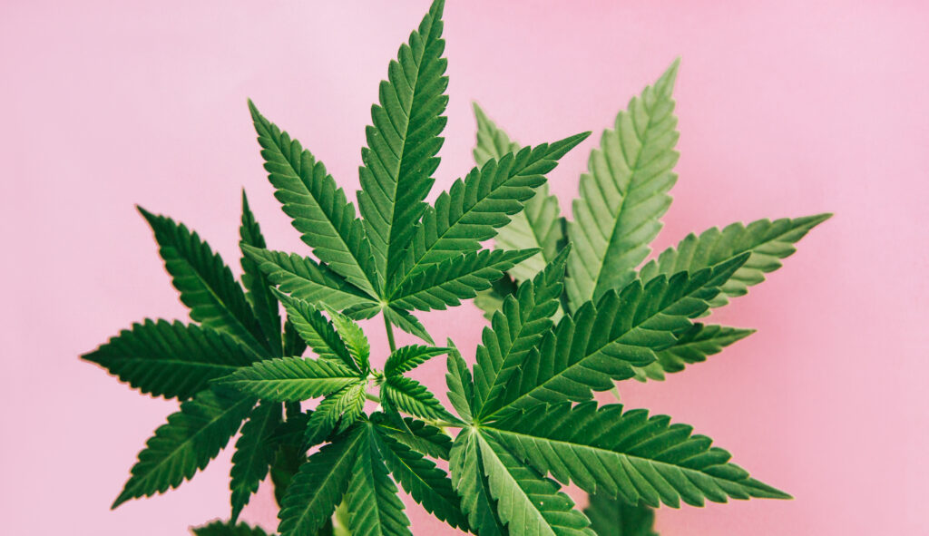 Ohio Law Increases Penalty For Selling Cannabis To Those Under 21