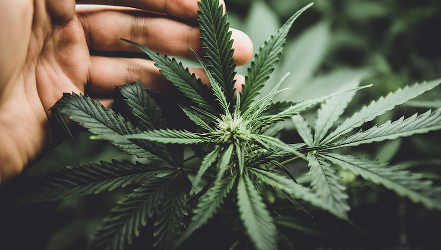 NC Governor Endorses Adult-Use Cannabis Market Proposed by Council