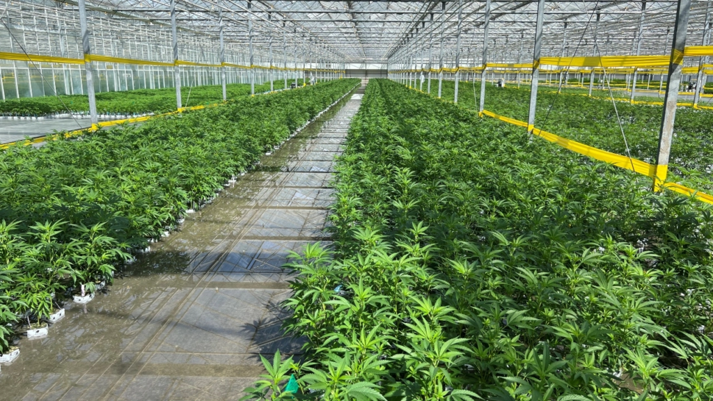 Glass House Brands Goes Medical-Cannabis Only In Preparation For Uplisting