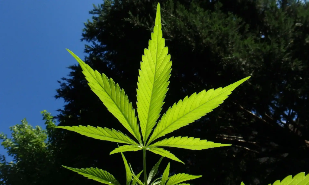 California Bill To Legalize Marijuana Dispensary Drive-Thru Windows Advances In Senate After Clearing Full Assembly