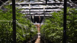 Cannabist Co. Closing 2 New Jersey Cultivation Sites, Laying Off 86 Workers