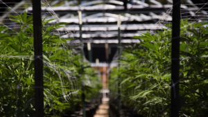 California Regulators Recall ‘Adulterated’ Cannabis, Shutter Massive Farm After Worker Death