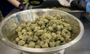 Illicit Gardens employees sort dried marijuana buds at the company’s manufacturing and cultivation facility in Kansas City (Rebecca Rivas/Missouri Independent). Rebecca Rivas | Missouri Independent