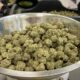 Illicit Gardens employees sort dried marijuana buds at the company’s manufacturing and cultivation facility in Kansas City (Rebecca Rivas/Missouri Independent). Rebecca Rivas | Missouri Independent