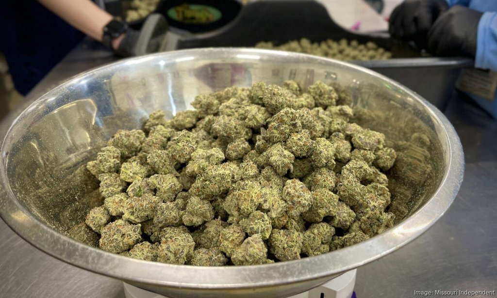 Illicit Gardens employees sort dried marijuana buds at the company’s manufacturing and cultivation facility in Kansas City (Rebecca Rivas/Missouri Independent). Rebecca Rivas | Missouri Independent